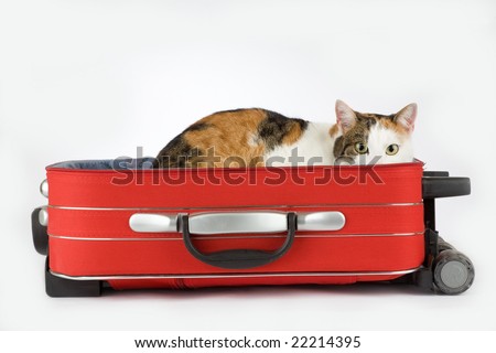 stock photo : spotted cat in the suitcase, isolated
