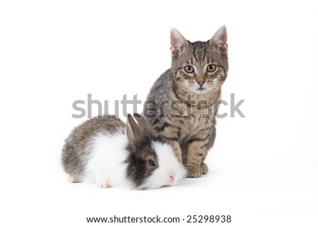 bunny and kitten, isolated on white