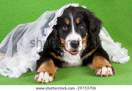 lying young bernese mountain dog with veil,  isolated on green