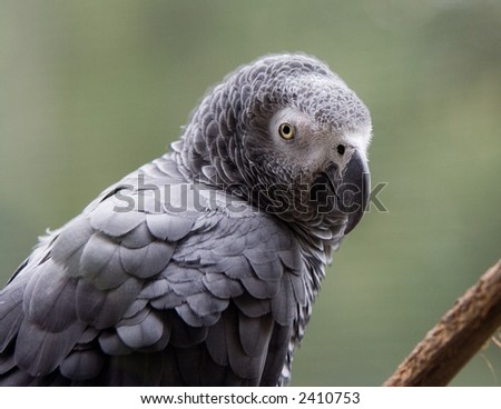 African Gray Parrot See\'s You
