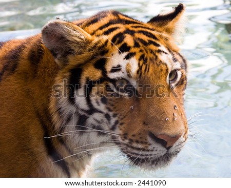 Amur Siberian Tiger watching with his eyes