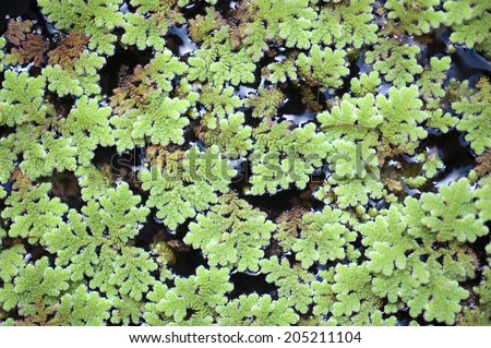 Aquatic Plant, aquatic weeds, use for background.