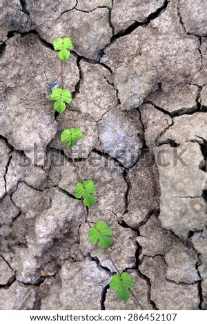 cracked soil ground, drought land so long waterless and grass.
