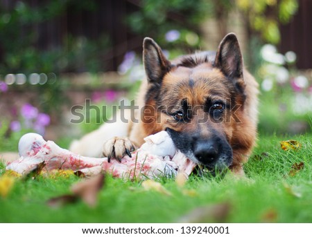 close up of German shepherd dog chewing on a bone in garden