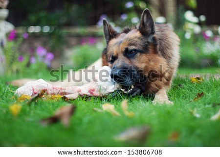 German shepherd dog chewing on a bone in garden