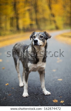 lonely dog on the road
