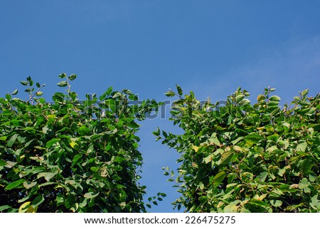 A green hedge and blue sky background. simple lines