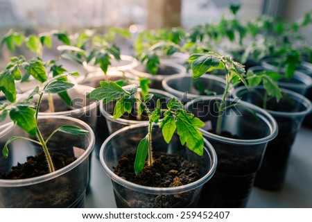 tomato seeding in pots on window sill