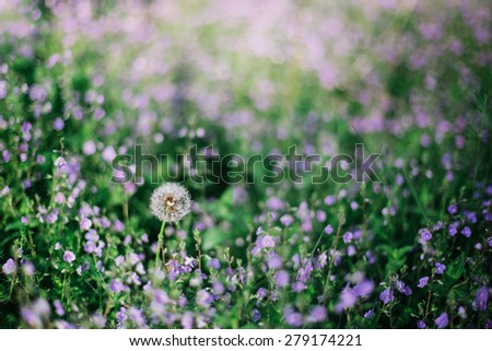 lonely dandelion in purple flowers