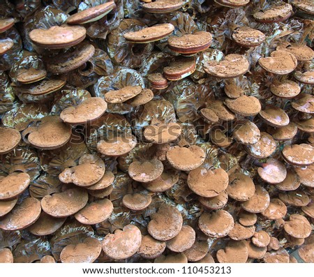 mushroom Ganoderma lucidum in the mushroom farm