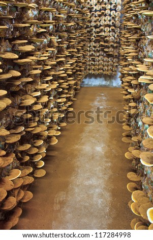 mushroom Ganoderma lucidum in the mushroom farm