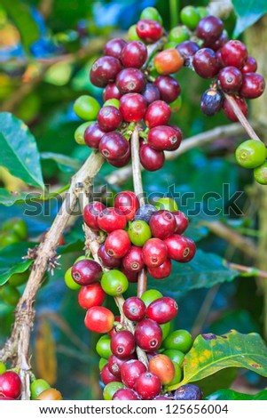 Coffee trees
