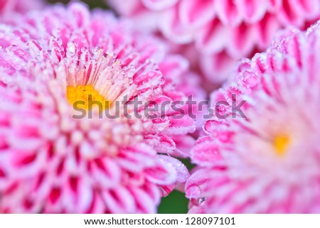 Chrysanthemum Close up of beautiful pink flower background