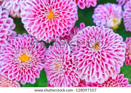 Chrysanthemum Close up of beautiful pink flower background