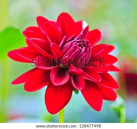 Colorful dahlia flower red