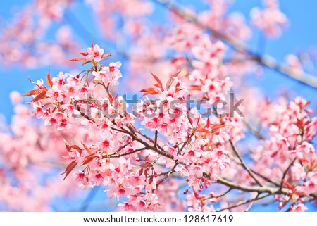 Cherry Blossom and sakura