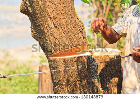 Logger  man cutting wood