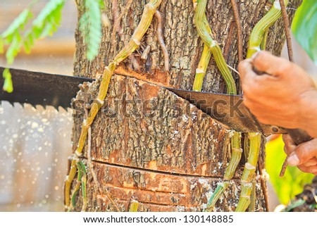 Logger  man cutting wood