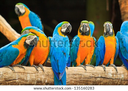 macaw parrot