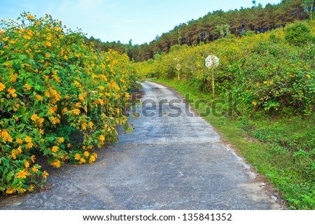 Mexican Sunflower Weed and Road