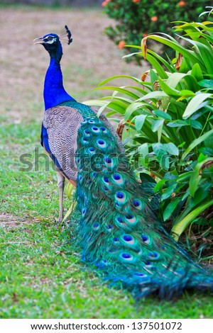 Close-up portrait of beautiful peacock