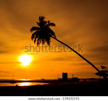 Coconut tree silhouette at sunset