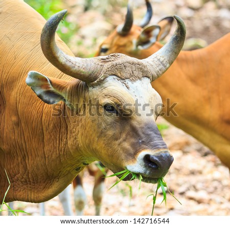 Banteng, red bull in rainforest of Thailand
