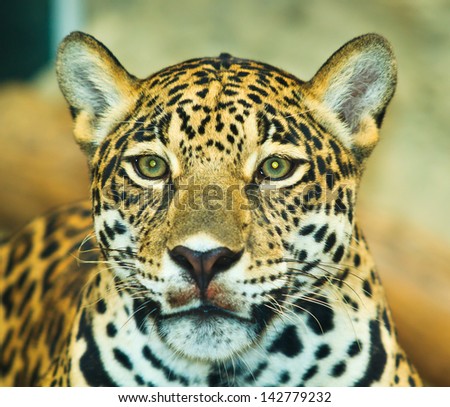 Jaguar and lived in Central America and South America