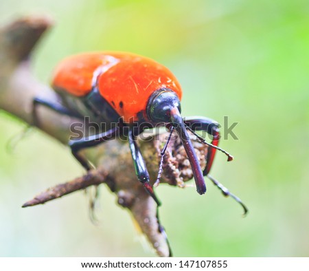 Orange beetle insects In tropical forests thailand