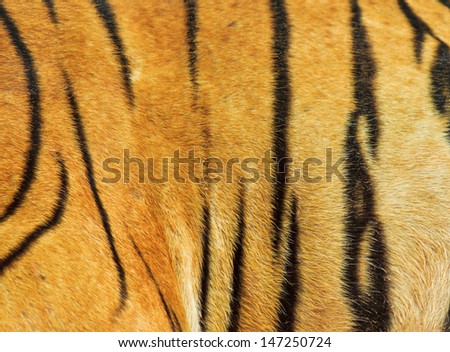 Background beautiful tiger fur texture of real tiger skin and fur