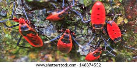 Giant Red Bug Rainforest Insects in Thailand