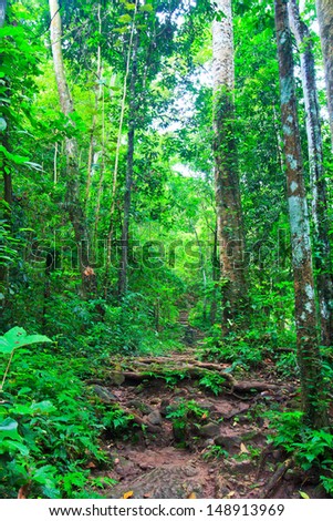 Tropical trail in dense rainforest self-guided trails thailand