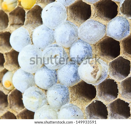 Wasps are aggressive insect in per nest