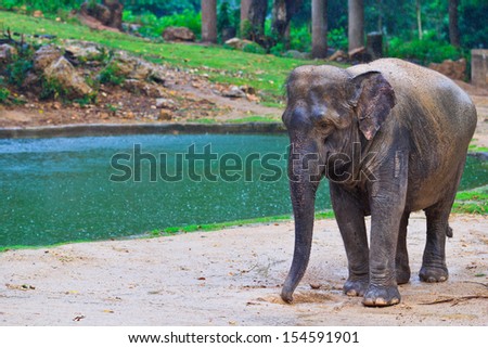 Asia elephant southeast Asia Thailand