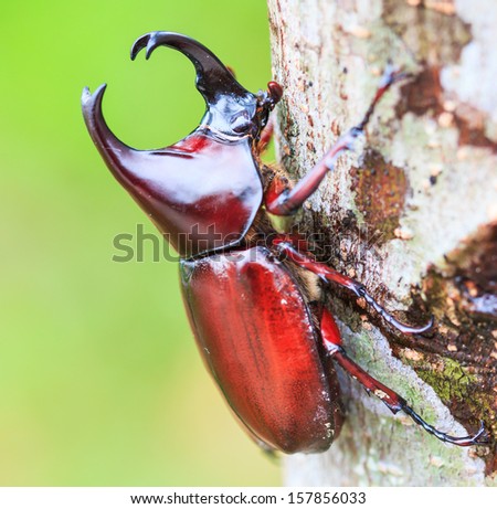 Scarab beetle and Rhinoceros Beetle in Doi Inthanon National park  Chiang Mai Province Asia Thailand