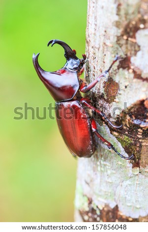Scarab beetle and Rhinoceros Beetle in Doi Inthanon National park  Chiang Mai Province Asia Thailand