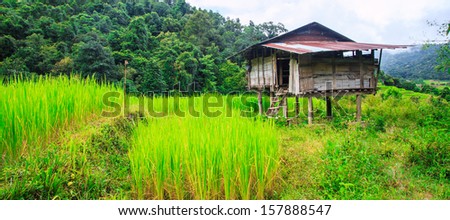 Paddy on the mountains green terraced rice field  at Doi Inthanon National park in Chiang Mai, Province Asia Thailand