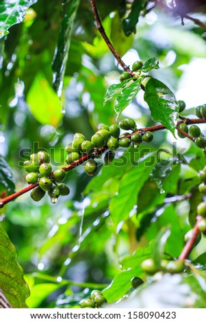 Fresh coffee beans or Coffee beans on tree in farm on tree at Doi Inthanon National park in Chiang Mai, Province Asia Thailand