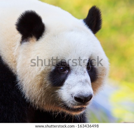 Panda bear in Chiang Mai Thailand