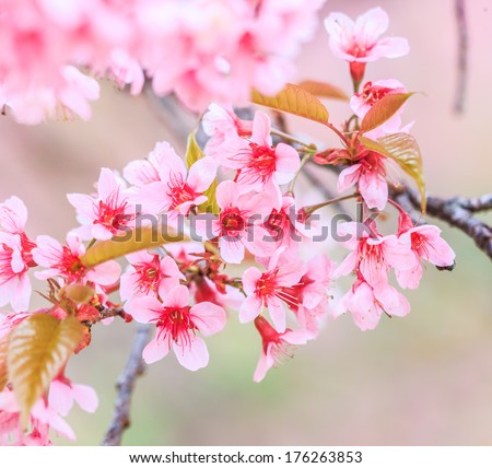 Cherry blossom, sakura flowers  background