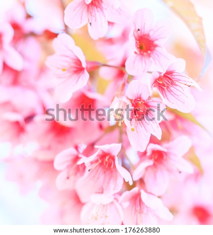Cherry blossom, sakura flowers  background