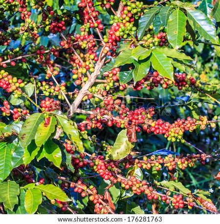 Coffee beans arabica on tree in North of thailand