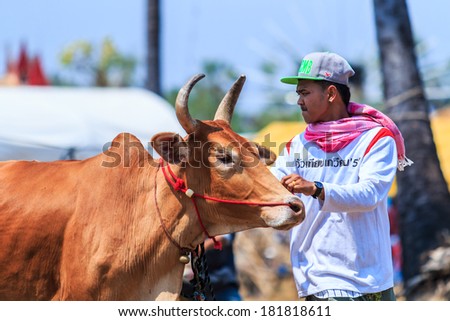PHETCHABURI, THAILAND  - FEBRUARY 22 : 143rd Cow Racing Festival on February 22, 2014. Phetchaburi, Thailand. Cow Racing is the traditional festival in Phetchaburi.