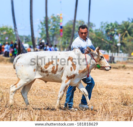 PHETCHABURI, THAILAND - FEBRUARY 22 : 143rd Cow Racing Festival on February 22, 2014. Phetchaburi, Thailand. Cow Racing is the traditional festival in Phetchaburi.