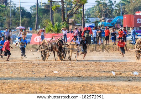 PHETCHABURI - FEBRUARY 22 : 143rd Cow Racing Festival on February 22, 2014. Phetchaburi, Thailand. Cow Racing is the traditional festival in Phetchaburi.
