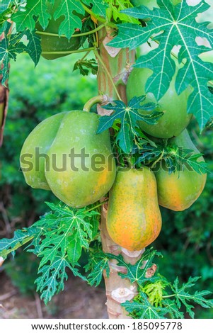 Papaya on the papaya tree in garden