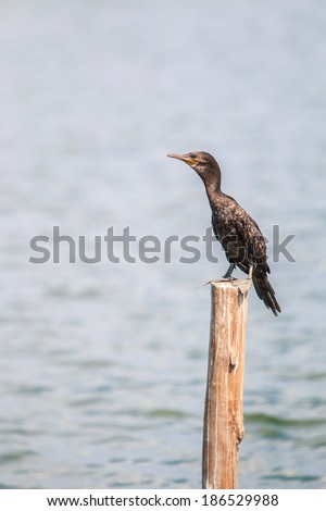 Little cormorant, Javanese cormorant (icrocarbo niger),Birds of Asia Thailand