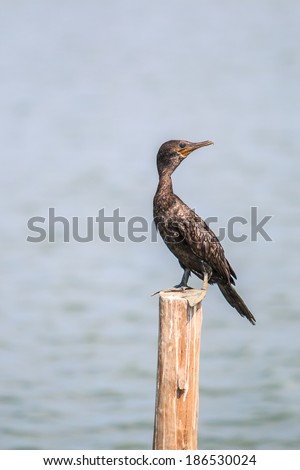 Little cormorant, Javanese cormorant (icrocarbo niger),Birds of Asia Thailand
