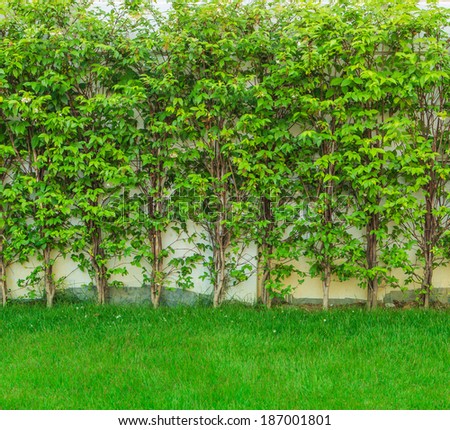 Green grass leaves wall tree background