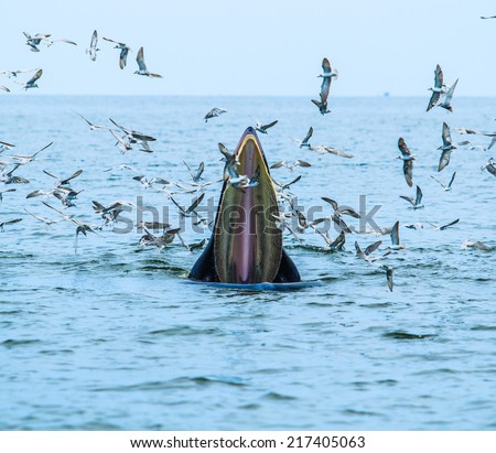 whales eating fish (Balaenoptera brydei) in   Gulf of Thailand